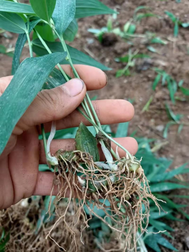 【好货】黄精种苗育苗基地直发可视频看货欢迎咨询