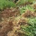 【好货】黄精种苗育苗基地直发可视频看货欢迎咨询
