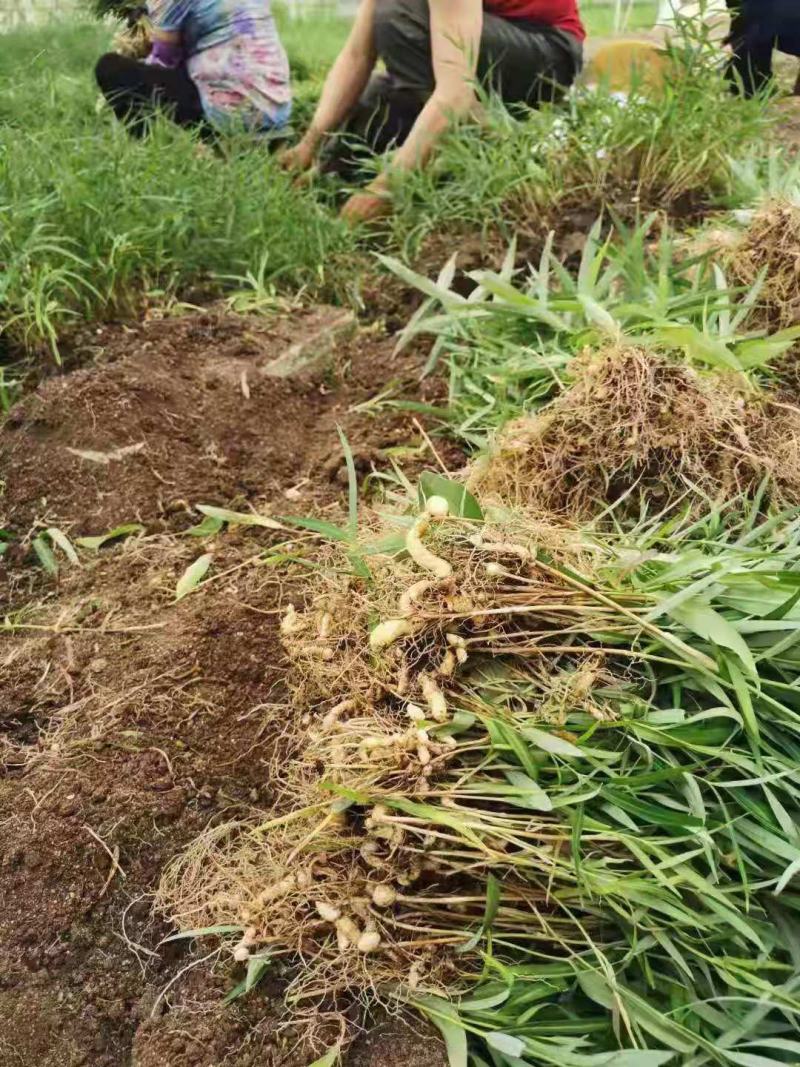 【好货】黄精种苗育苗基地直发可视频看货欢迎咨询