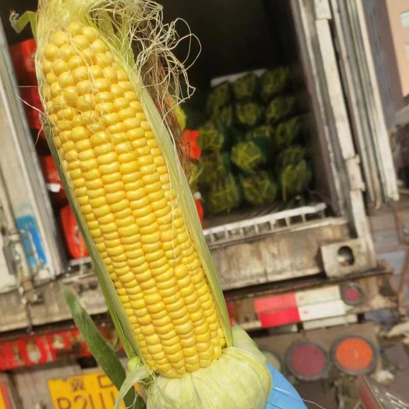【推荐】玉米质量好颜色新鲜商超品质欢迎合作欢迎咨询