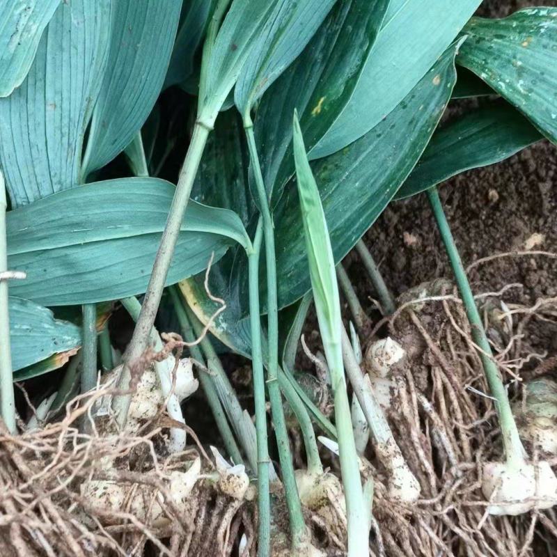 【好货】黄精种苗育苗基地直发可视频看货欢迎咨询