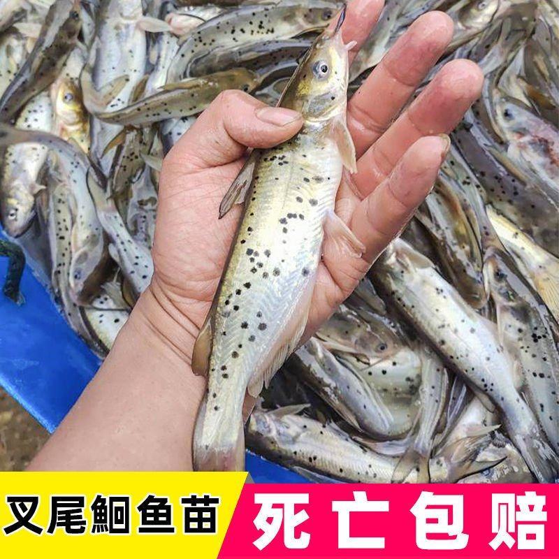 叉尾鱼苗淡水养殖江团鱼苗斑点鮰鱼苗活体好养钳鱼苗冷水鱼鲶