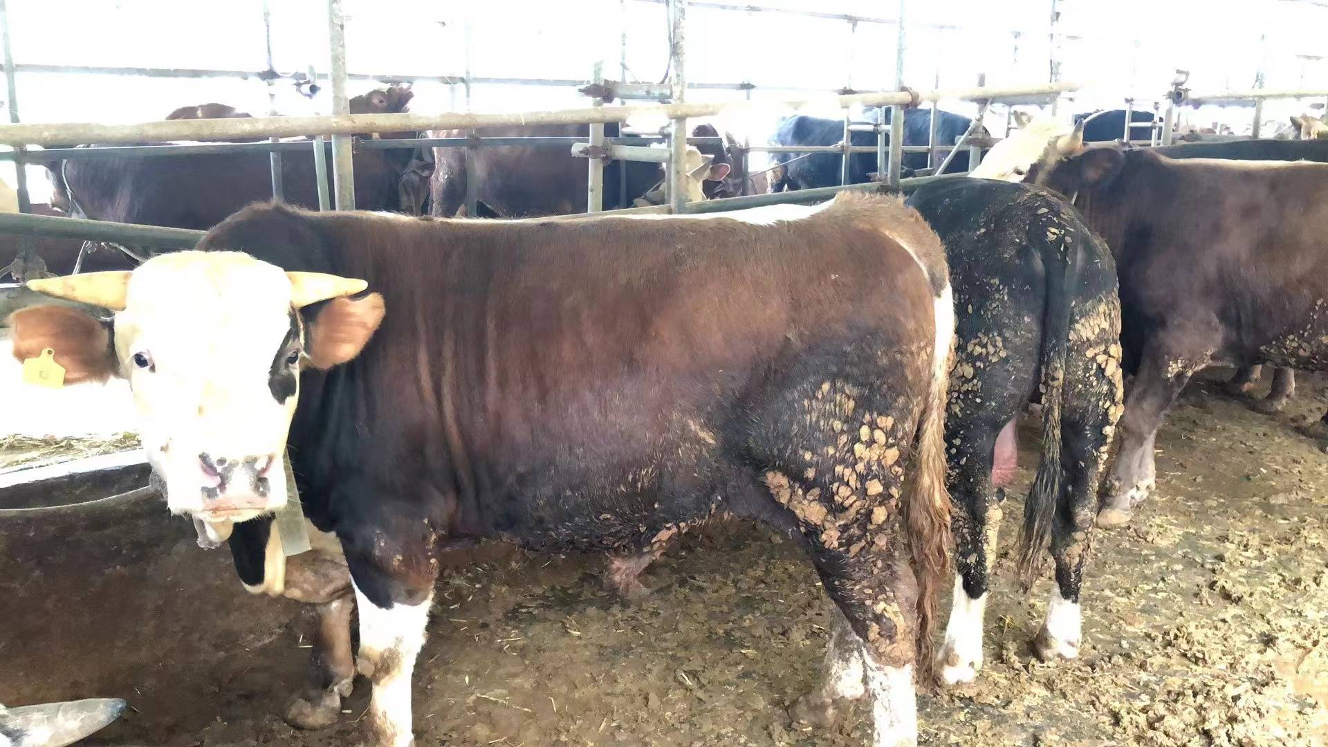 一头健壮的成年西门塔尔公牛站在现代化牛舍前