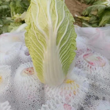精品黄心大娃娃娃菜