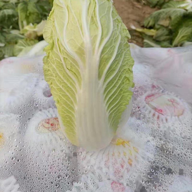 精品黄心大娃娃娃菜