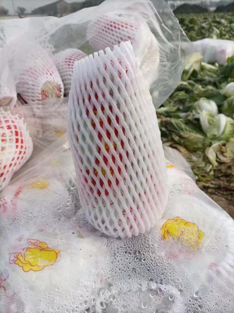 精品黄心大娃娃娃菜