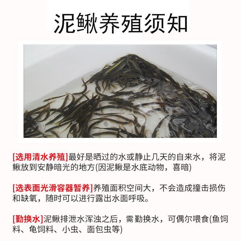 优质泥鳅苗台湾泥鳅苗鲜活泥鳅饵料龙鱼筏钓小泥鳅苗鱼