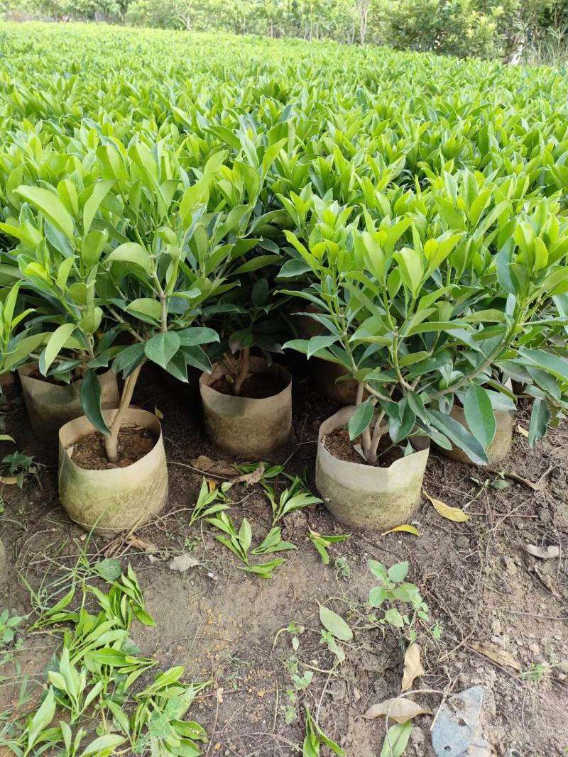 非洲茉莉50-60-70-80高，基地大量直供