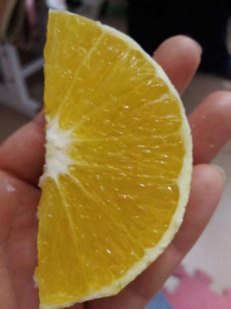 橙子广西桂林橙子大量上市支持视频看货欢迎全国客商来电咨询