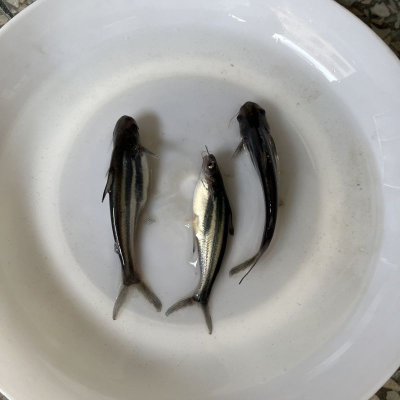 巴沙鱼苗清江鱼淡水巴沙鱼苗批发