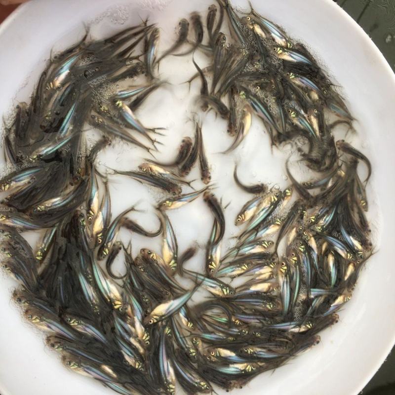巴沙鱼苗清江鱼淡水巴沙鱼苗批发