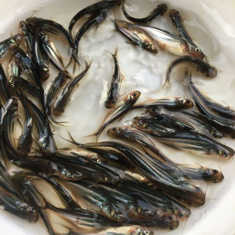 巴沙鱼苗清江鱼淡水巴沙鱼苗批发