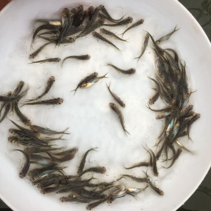 巴沙鱼苗清江鱼淡水巴沙鱼苗批发