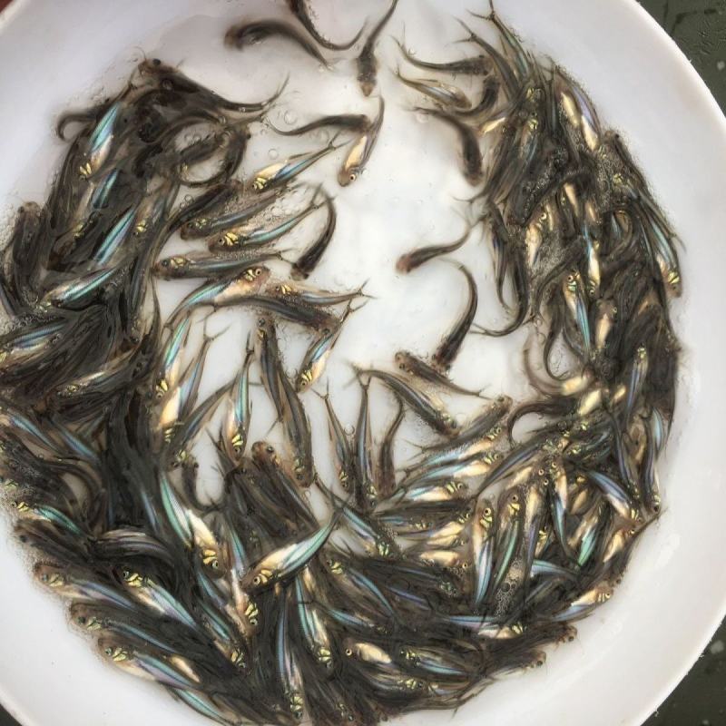 巴沙鱼苗清江鱼淡水巴沙鱼苗批发