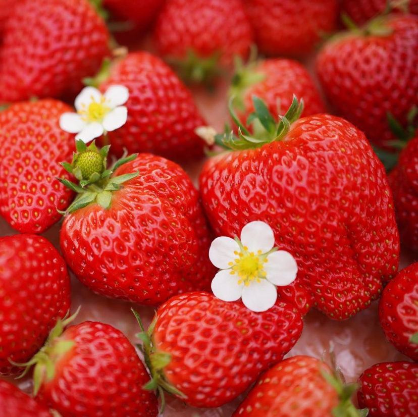 展示草莓不同生长期所需肥料类型及施用方式 草莓施肥示意图