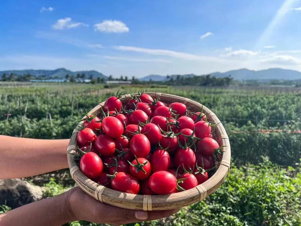 普罗旺斯乡村市场中,摊贩展示着一篮篮色彩鲜艳的新鲜西红柿,背景是典型的南法乡村风景 普罗旺斯市场上的新鲜西红柿摊位
