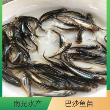 巴沙鱼苗清江鱼淡水巴沙鱼苗批发