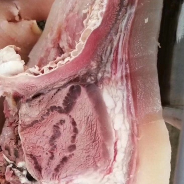 全熟带皮牛头肉水褪毛去油去淋巴厂家直销。欢迎采购