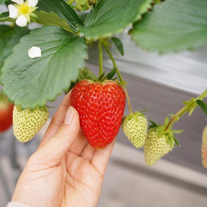 花芽分化素多果多防落果厂家直销一件包邮茄果类通用叶面肥
