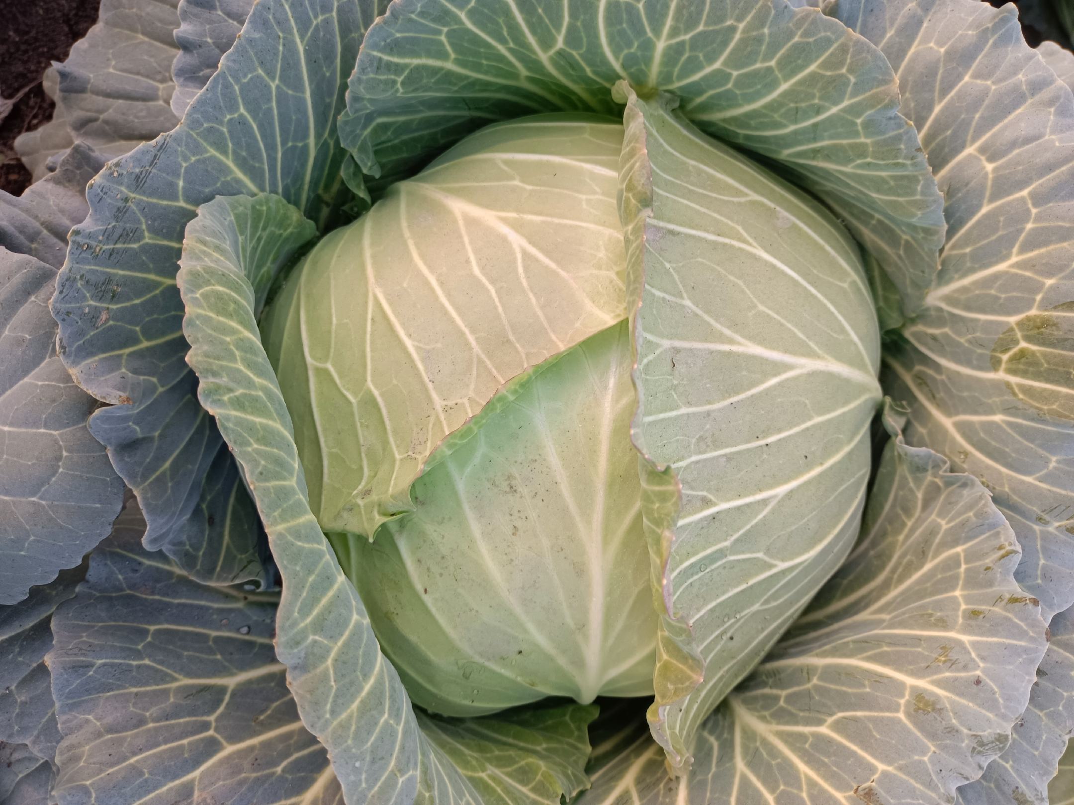 圆包菜用于制作凉拌菜和炒菜,展示其多样化的烹饪用途 圆包菜烹饪图