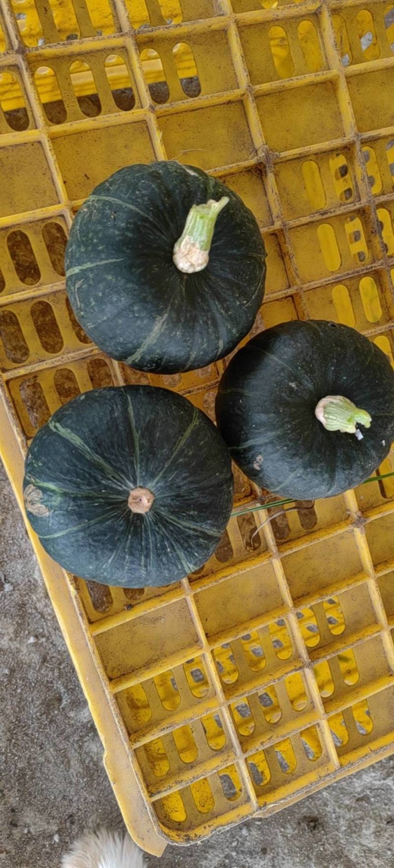 精品贝贝南瓜，口感粉糯，甜度好，地贝贝，吊贝贝大量有货