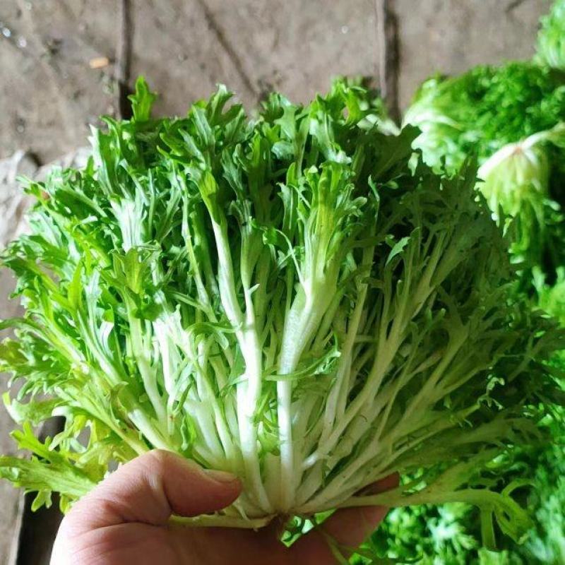 精品暖棚苦菊