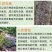 树干涂白剂园林防日灼防寒杀菌防啃咬树木防虫涂白剂果树抗冻