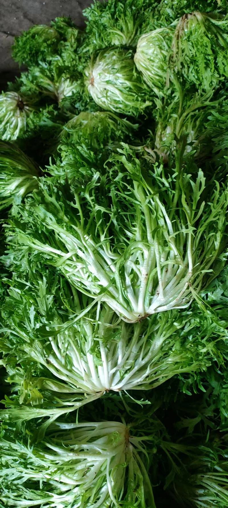 精品暖棚苦菊