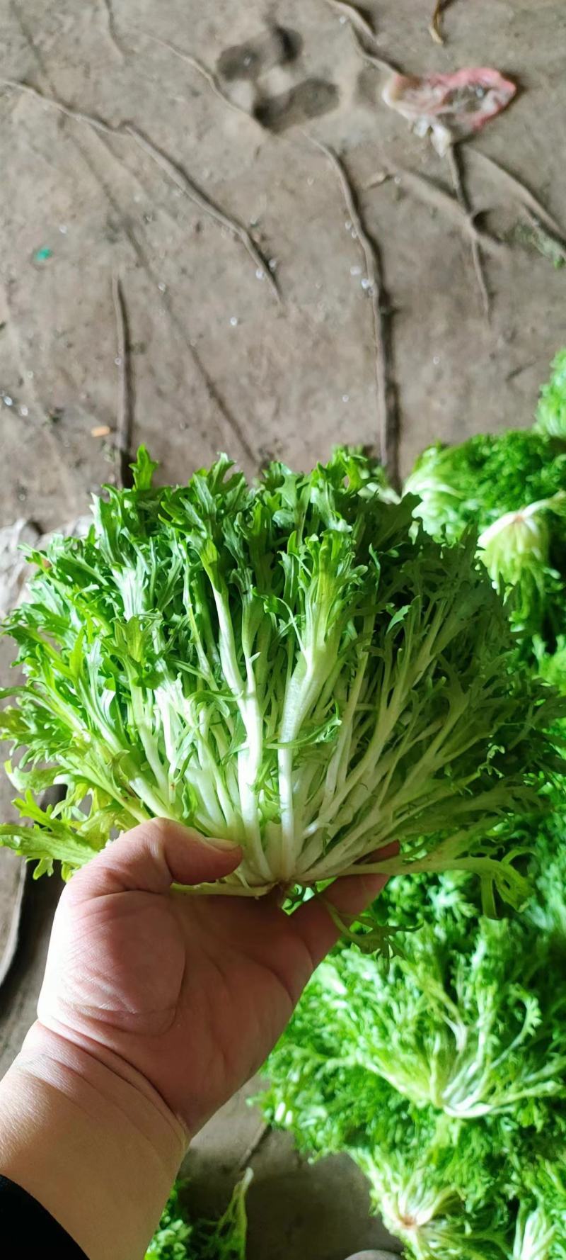 精品暖棚苦菊