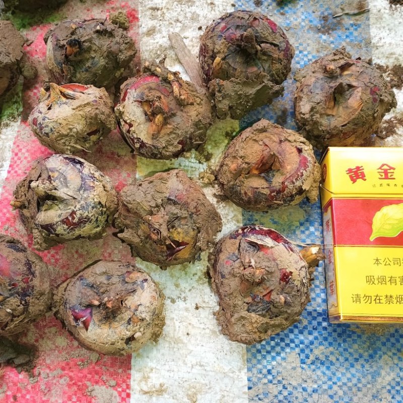 广西马蹄荸荠14—18个1斤