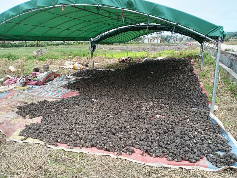 广西马蹄荸荠14—18个1斤