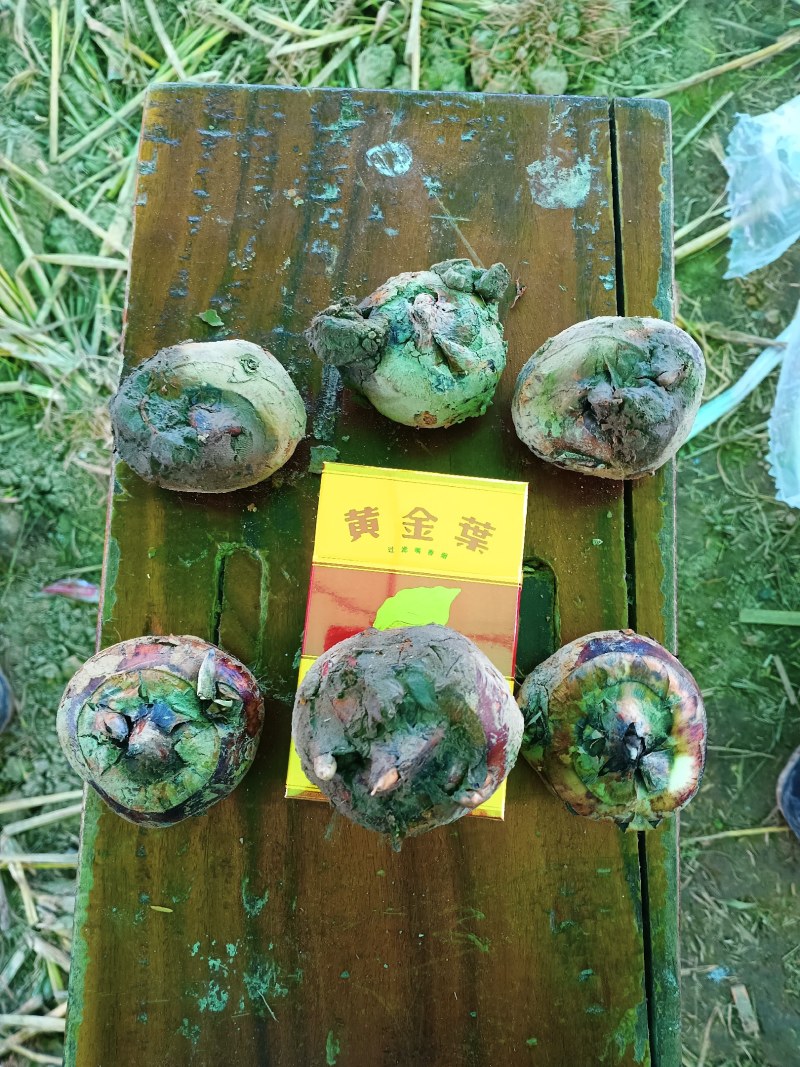 广西马蹄荸荠14—18个1斤