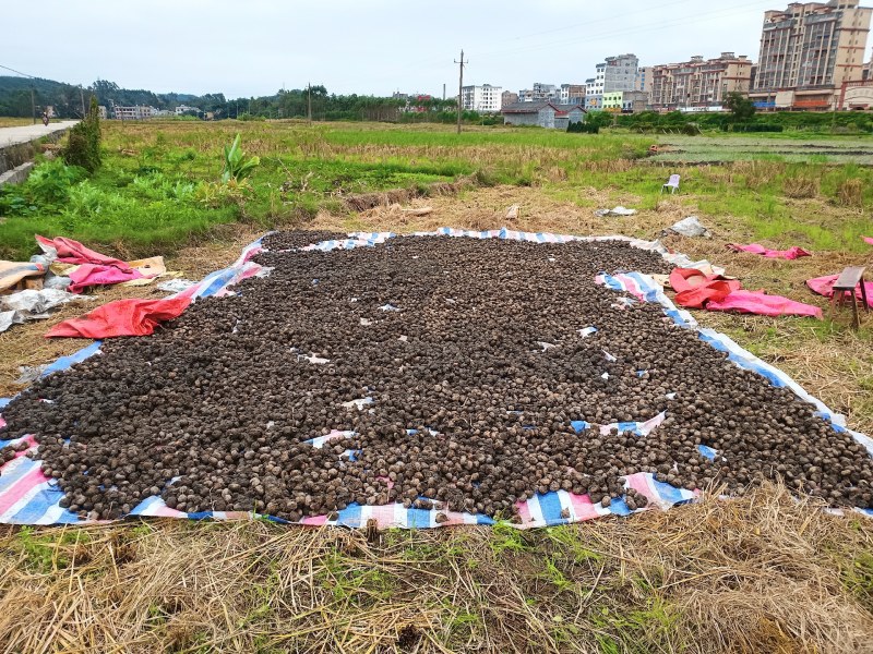 广西马蹄荸荠14—18个1斤