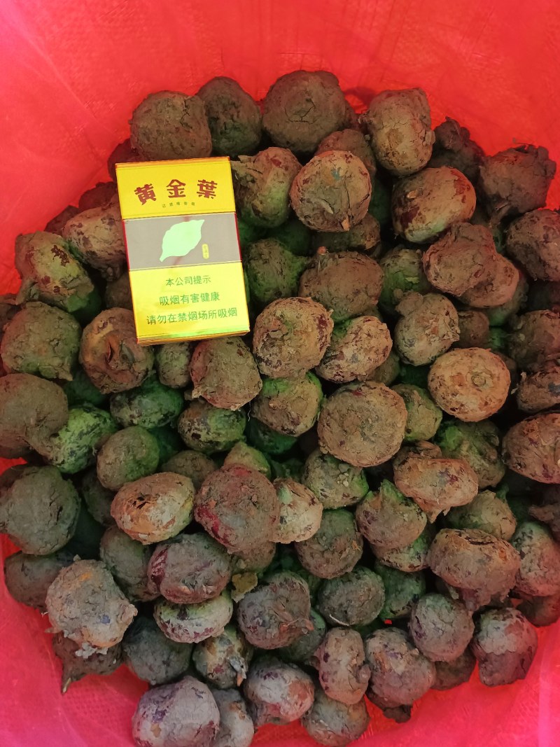 广西马蹄荸荠14—18个1斤