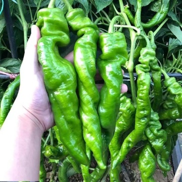 鲜辣椒，螺丝椒全国发货可视频看货，保质保量现发