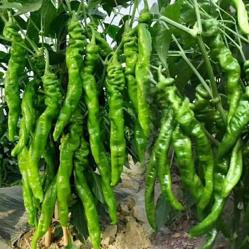 鲜辣椒，螺丝椒全国发货可视频看货，保质保量现发