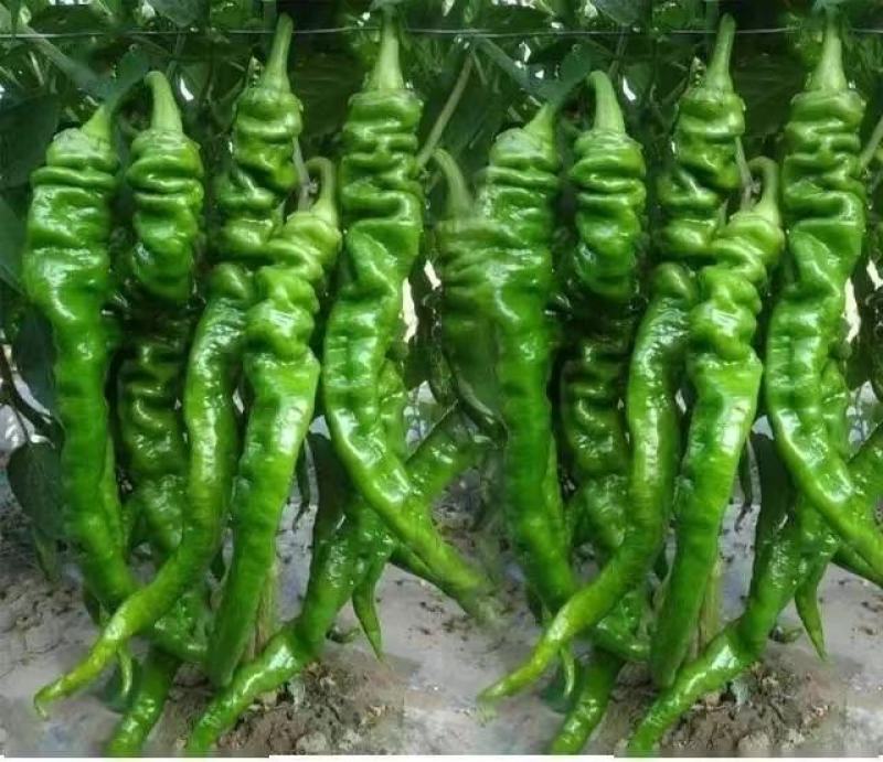 鲜辣椒，螺丝椒全国发货可视频看货，保质保量现发