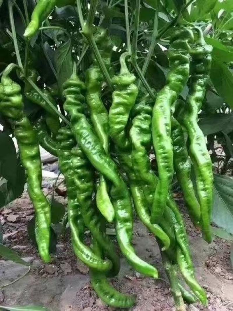 鲜辣椒，螺丝椒全国发货可视频看货，保质保量现发
