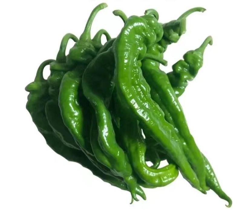 鲜辣椒，螺丝椒全国发货可视频看货，保质保量现发