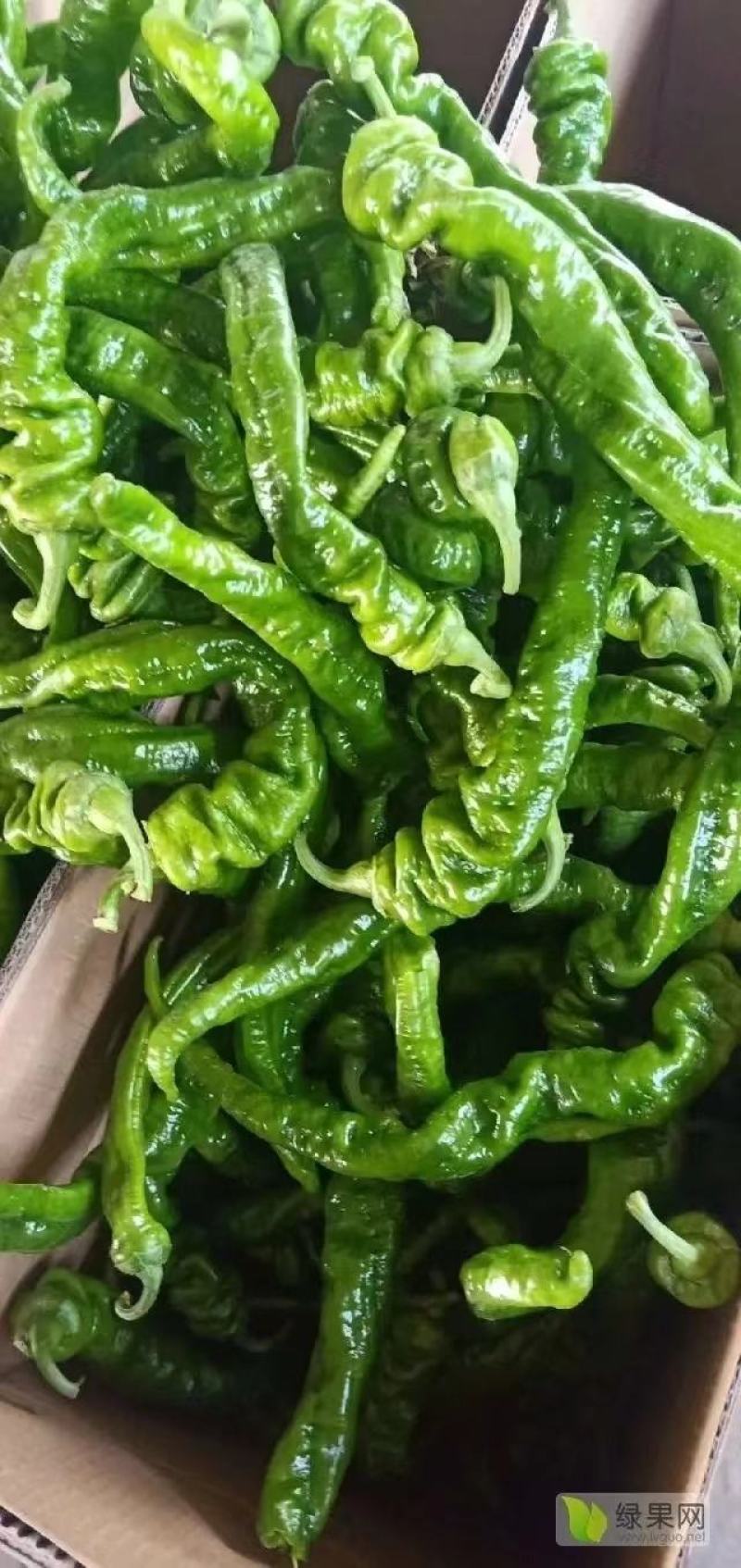 鲜辣椒，螺丝椒全国发货可视频看货，保质保量现发