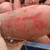 红皮萝卜大量有货需要的老板一亩田我
