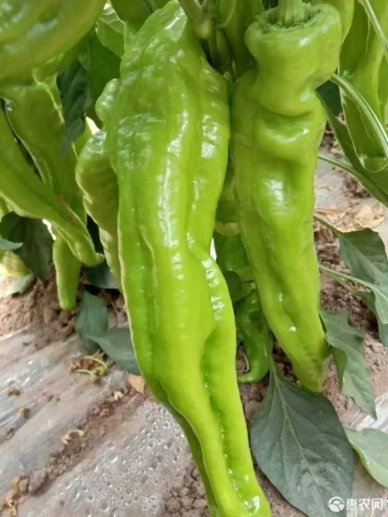 鲜辣椒，黄皮尖椒货源充足，顺直鲜亮口味浓，价格便宜