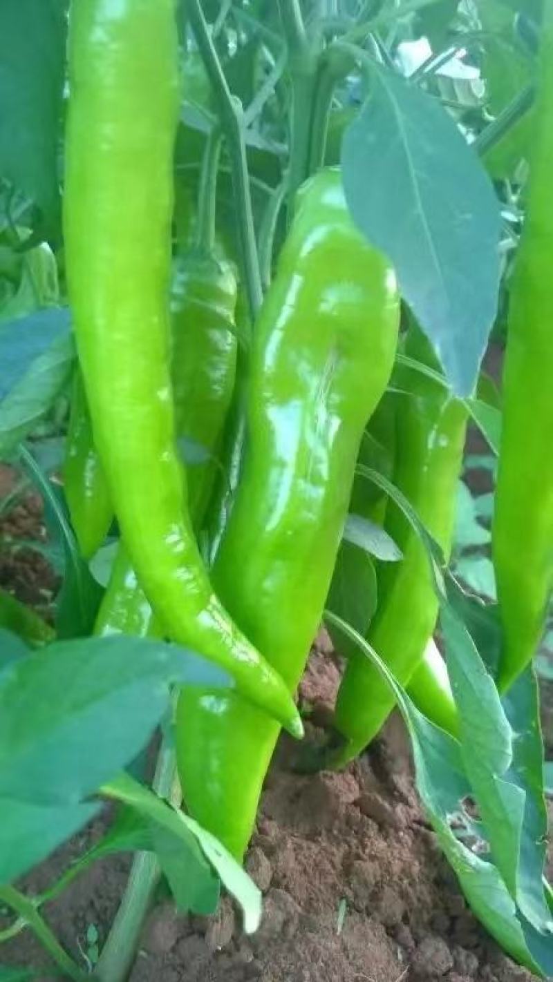鲜辣椒，黄皮尖椒货源充足，顺直鲜亮口味浓，价格便宜
