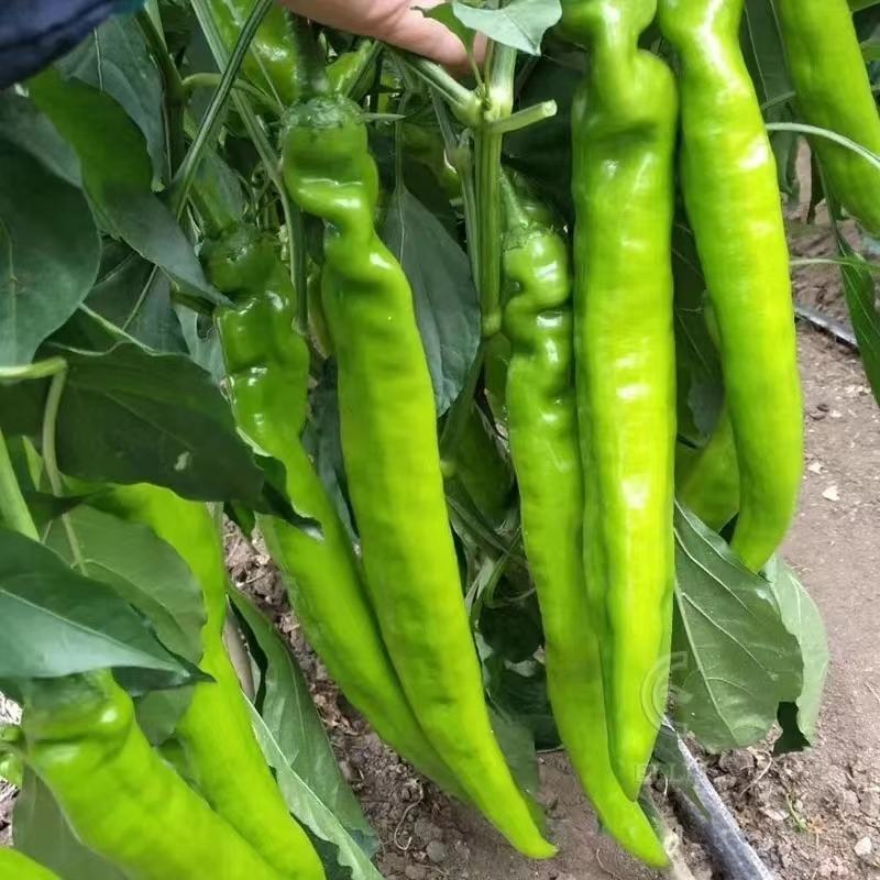 鲜辣椒，黄皮尖椒货源充足，顺直鲜亮口味浓，价格便宜