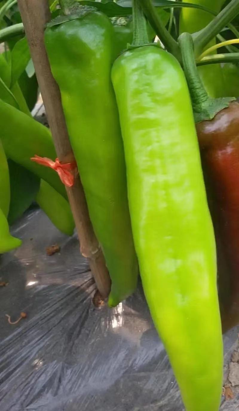 鲜辣椒，黄皮尖椒货源充足，顺直鲜亮口味浓，价格便宜