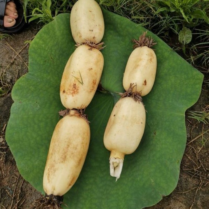 长期大量供应优质莲藕，基地种植，货源充足，稳定。价格美丽