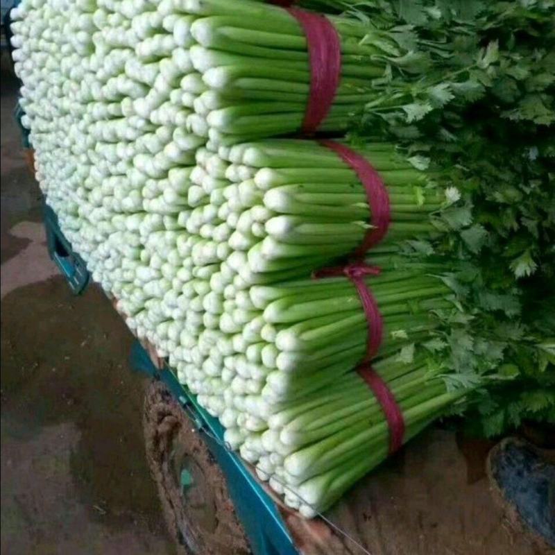 芹菜大量上市了，需要的老板联系了，