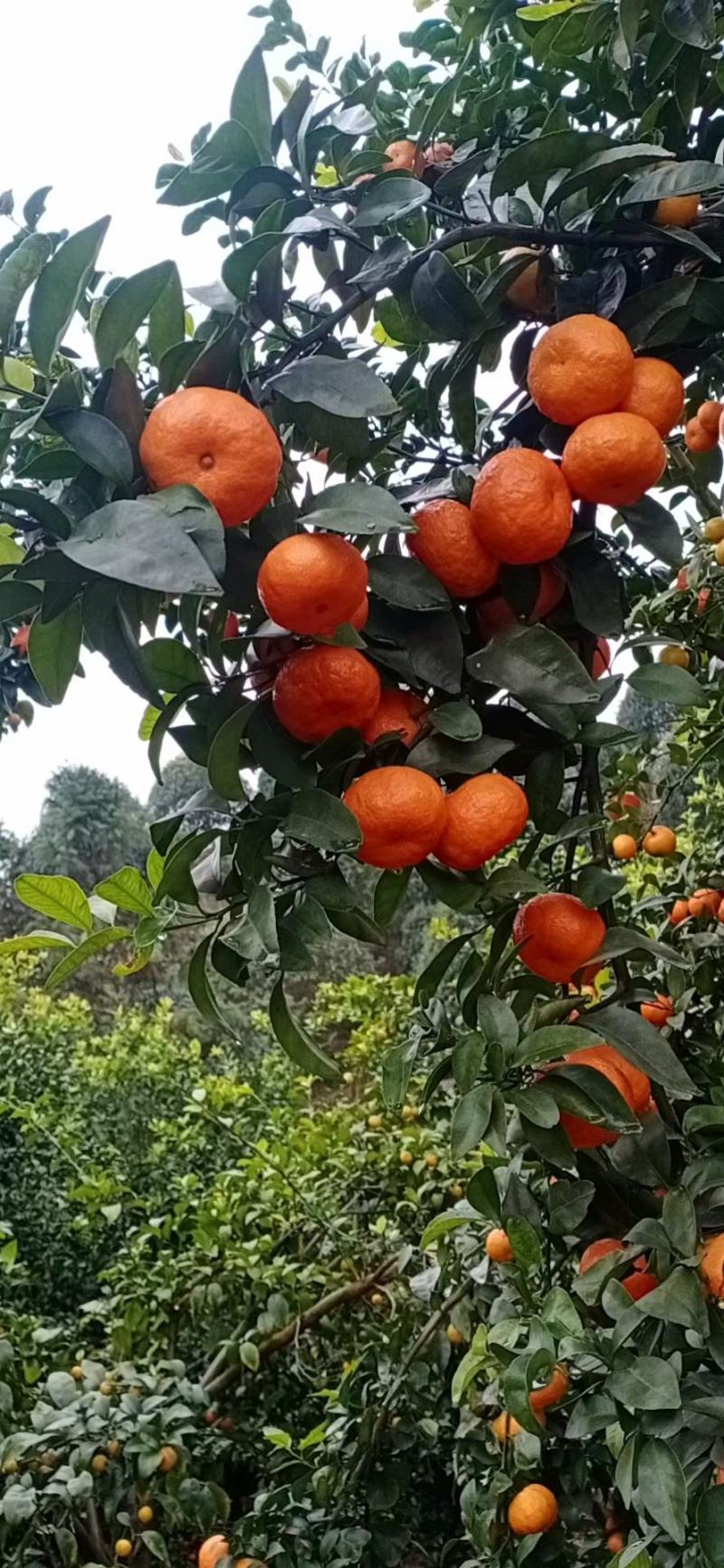 【精选】广西砂糖橘、沙糖桔，纯甜无渣，产地直供，质量保证