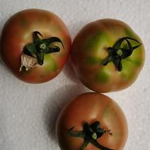 口感西红柿水果番茄潍坊产地直供