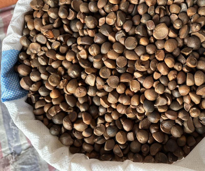 高含油野生小茶籽手工精选无杂质出油率高常年供应产地直发